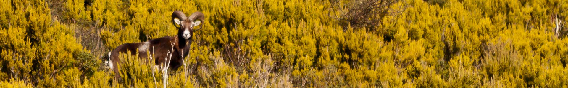 guide ambientali arcipelago toscano guide ambientali arcipelago toscano