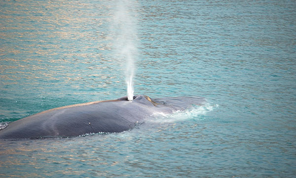 monitoraggio dei cetacei monitoraggio dei cetacei